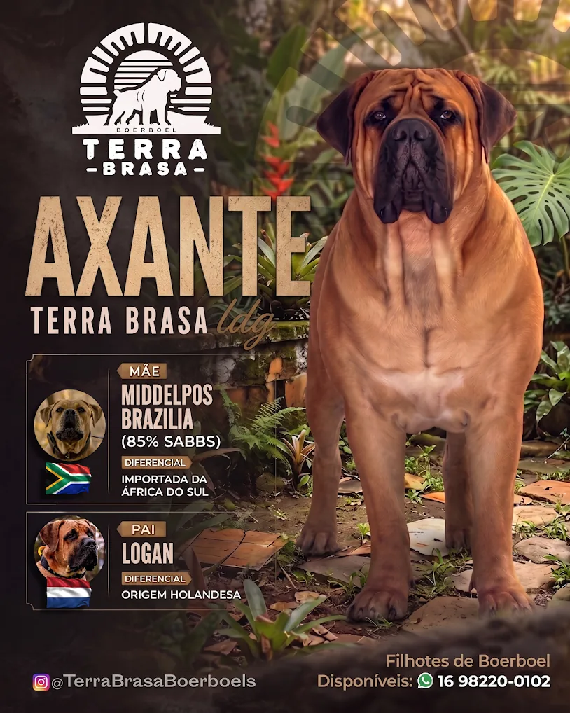Axante Terra Brasa — filhote Boerboel