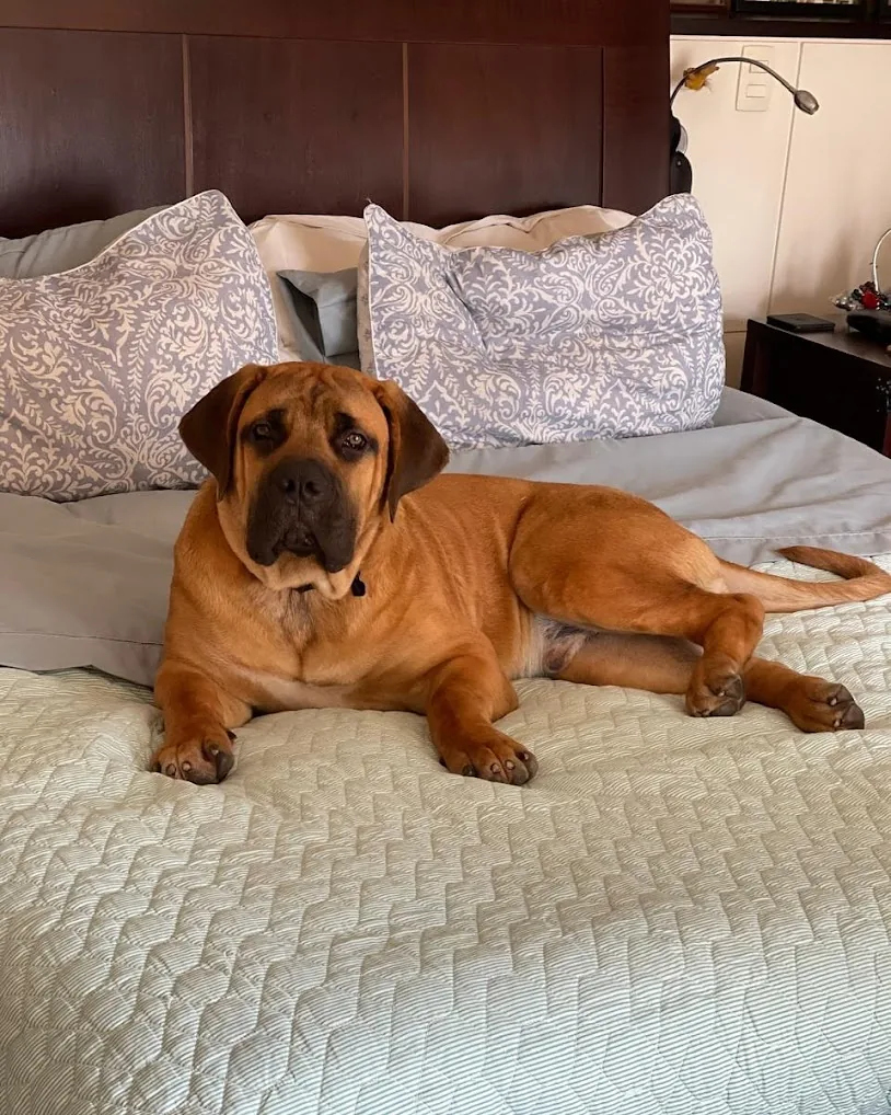 Filhote Boerboel Terra Brasa em casa