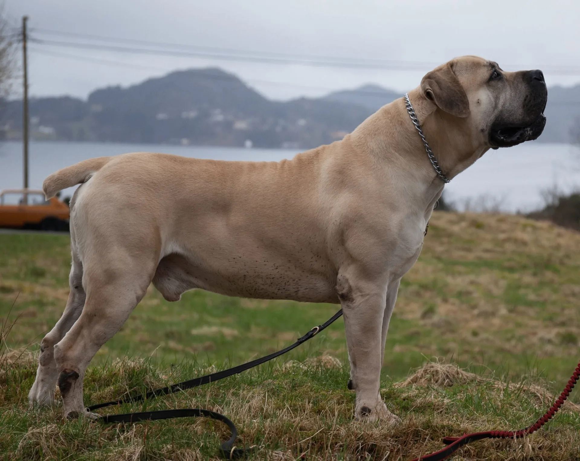 Delatro Kardo Boerboel macho 96% SABBS em stack lateral com paisagem ao fundo