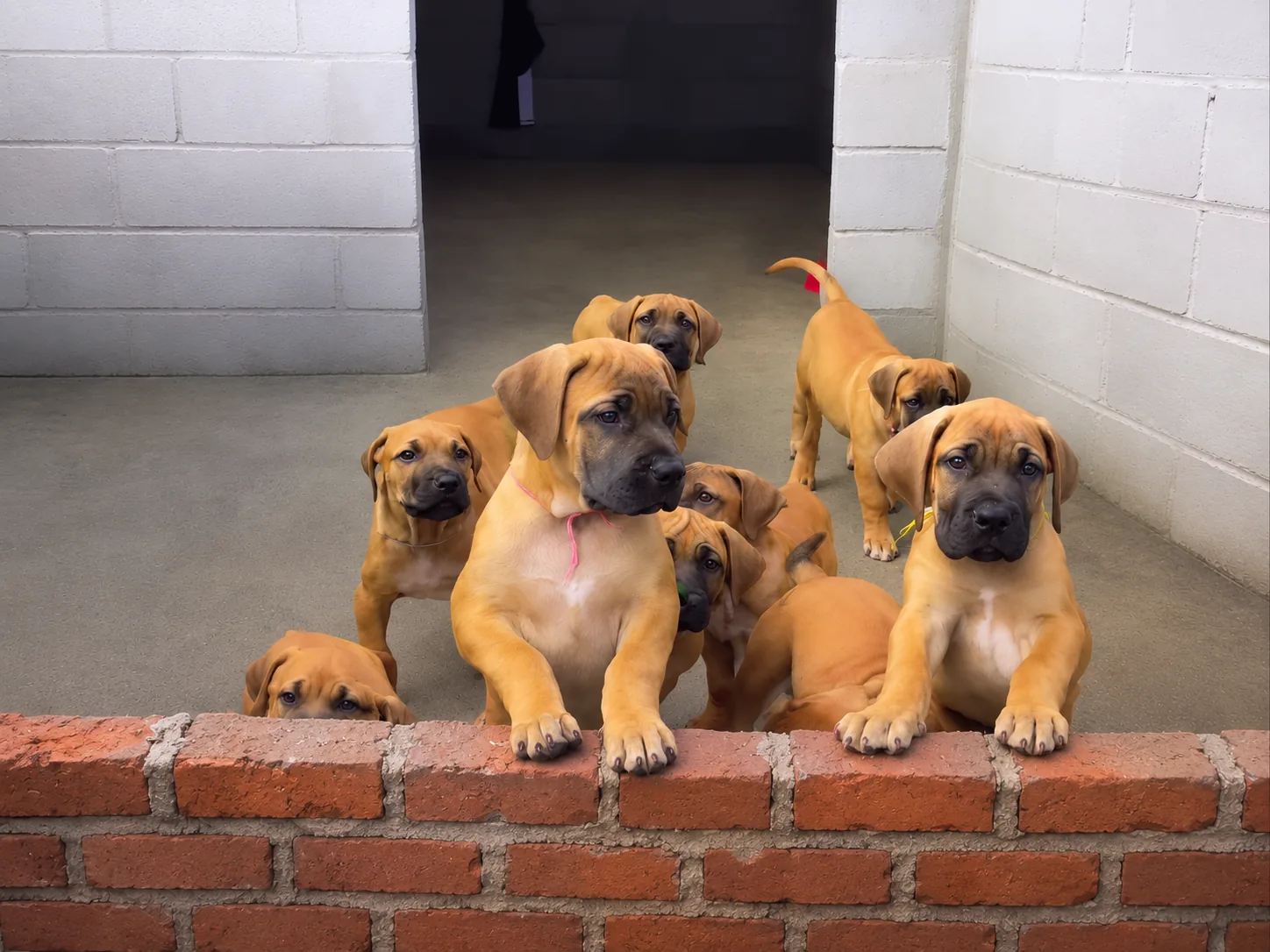Ninhada de filhotes Boerboel Terra Brasa em ambiente controlado