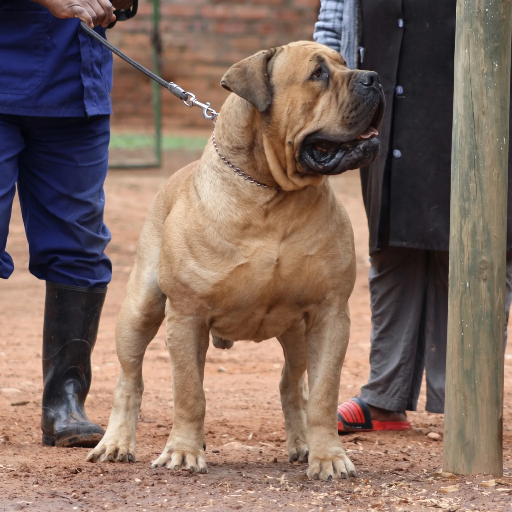 Groenberg Rambo Boerboel macho 92% SABBS — reprodutor sul-africano