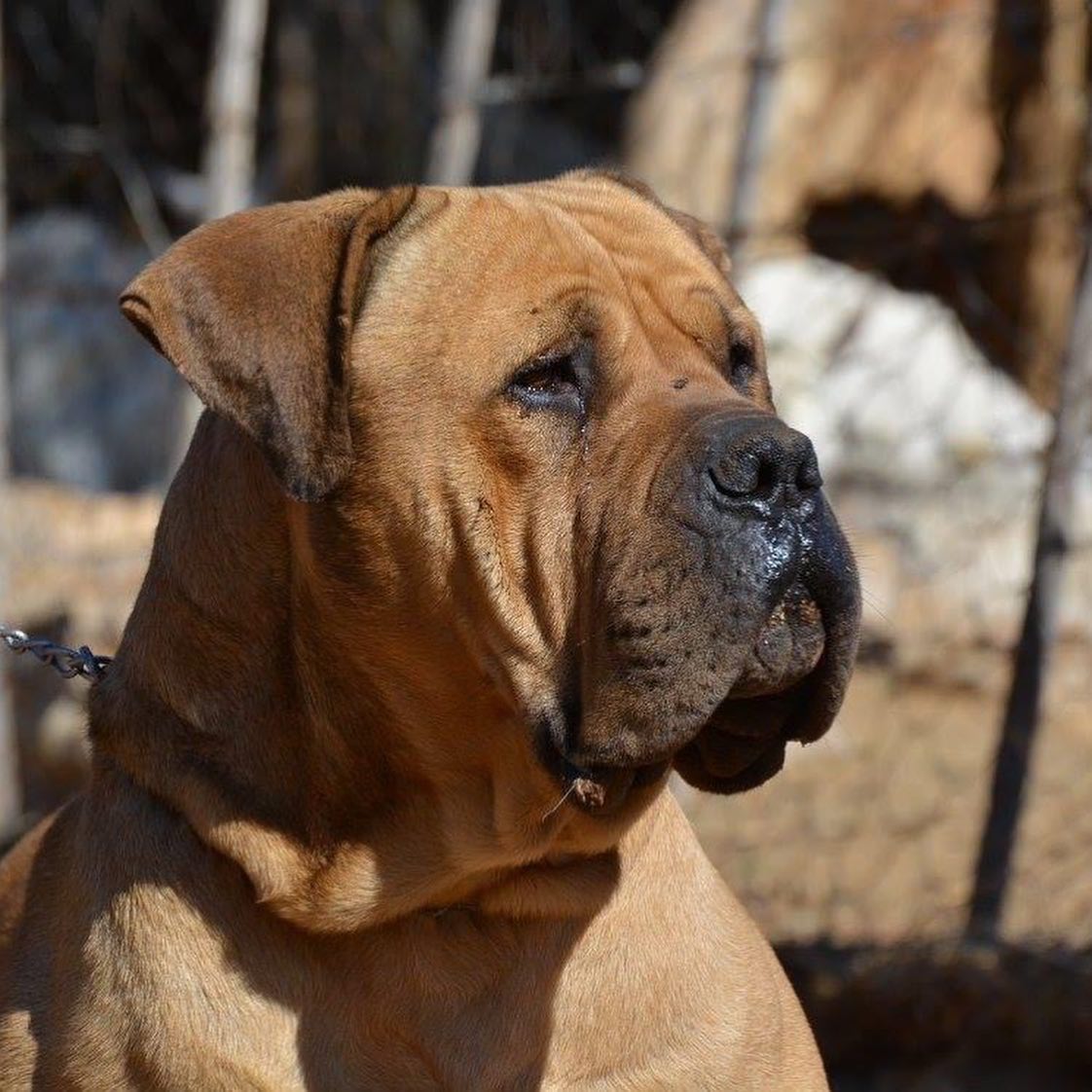 Groenberg Rambo Boerboel macho 92% SABBS retrato cabeça massiva tipo sul-africano