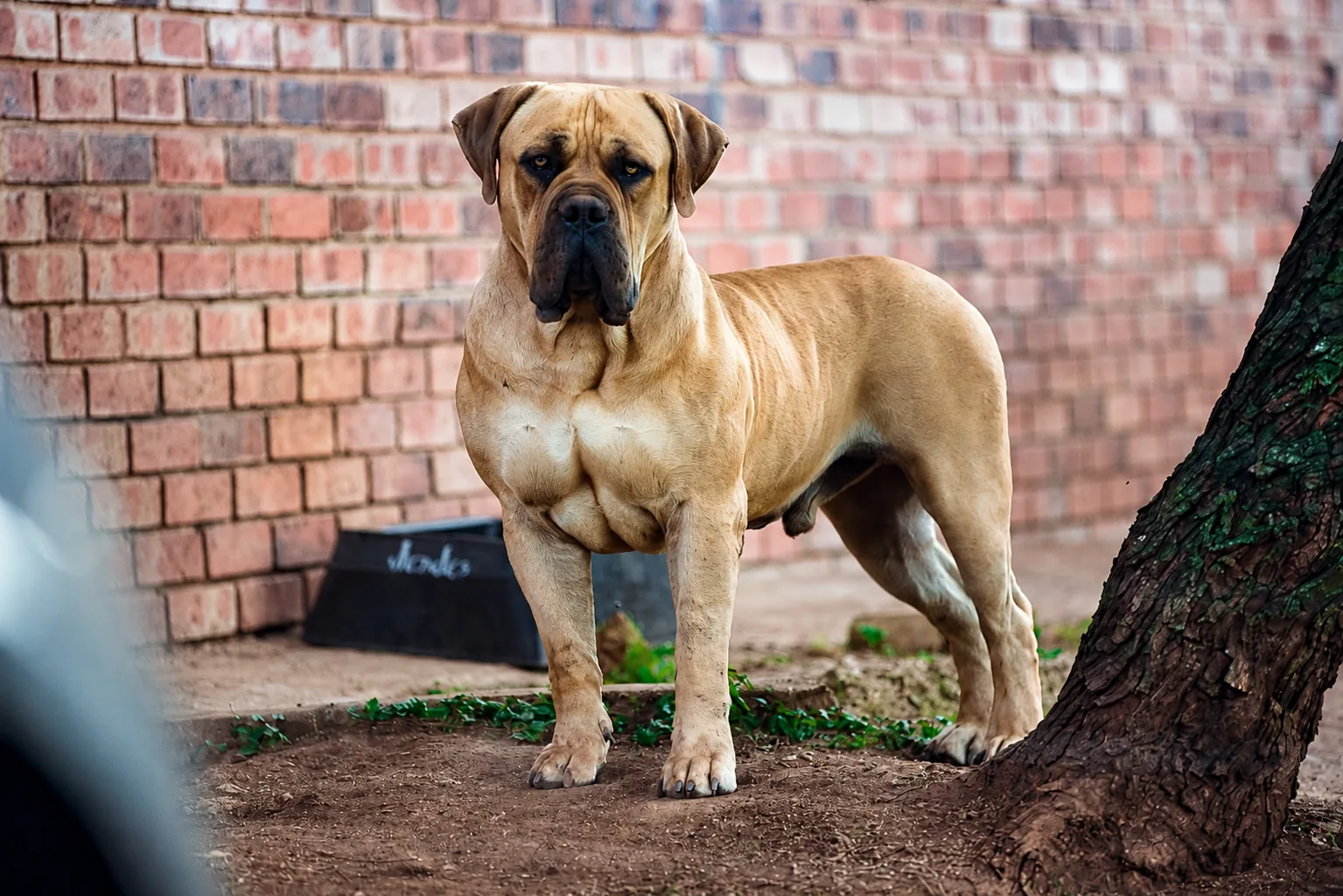 Middelpos Alpha — linhagem fundadora sul-africana