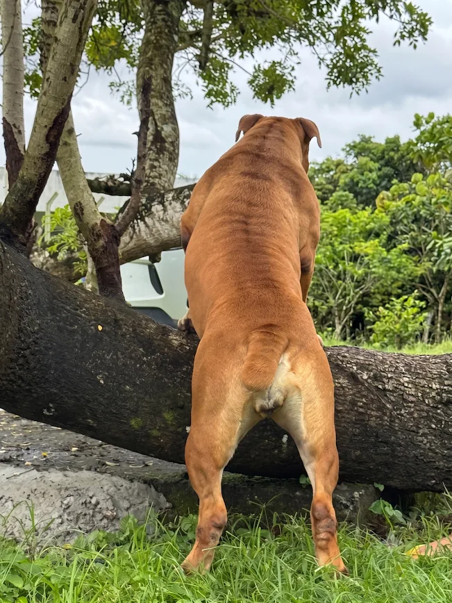 Envio seguro de Boerboel Terra Brasa — logística global