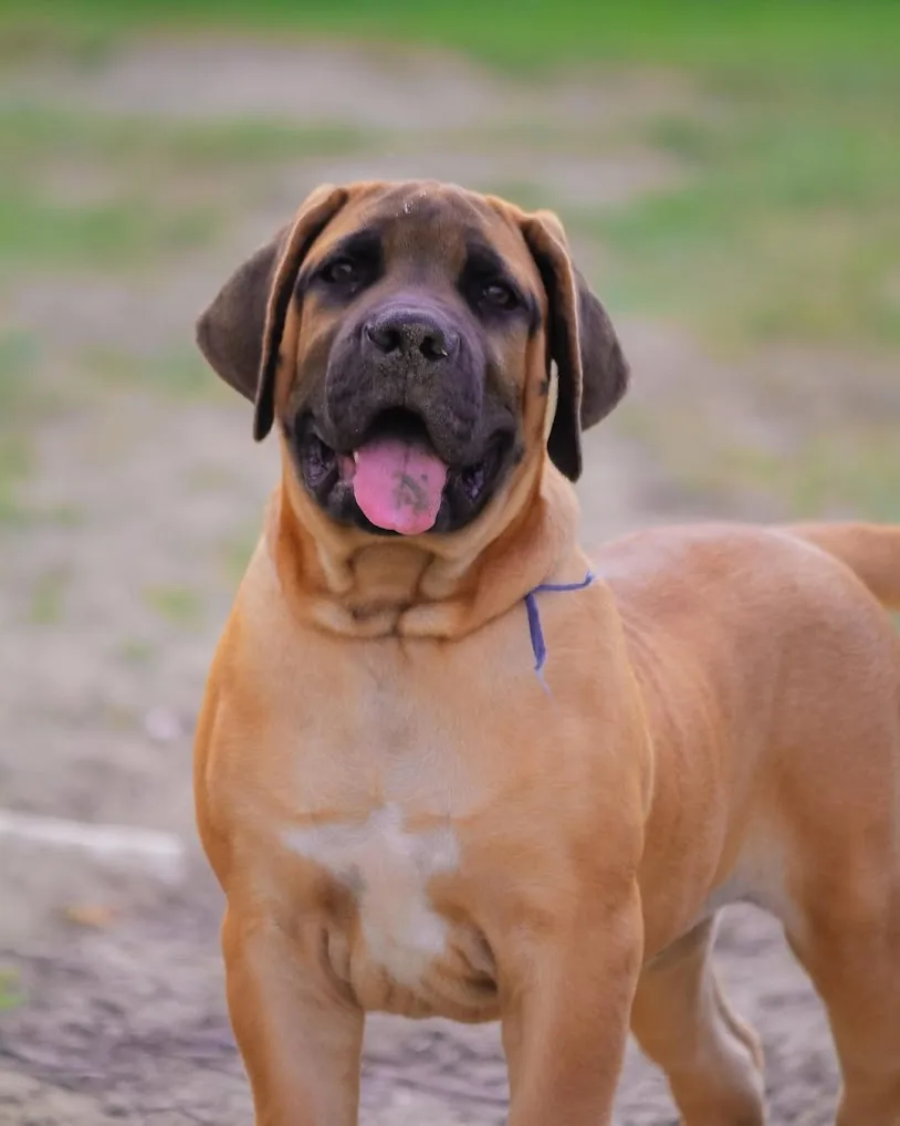 Filhote Boerboel Terra Brasa ao ar livre