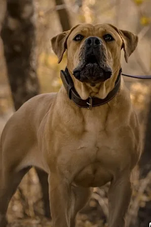 Legitimidade do pedigree Terra Brasa — FCI, CBKC e SABBS