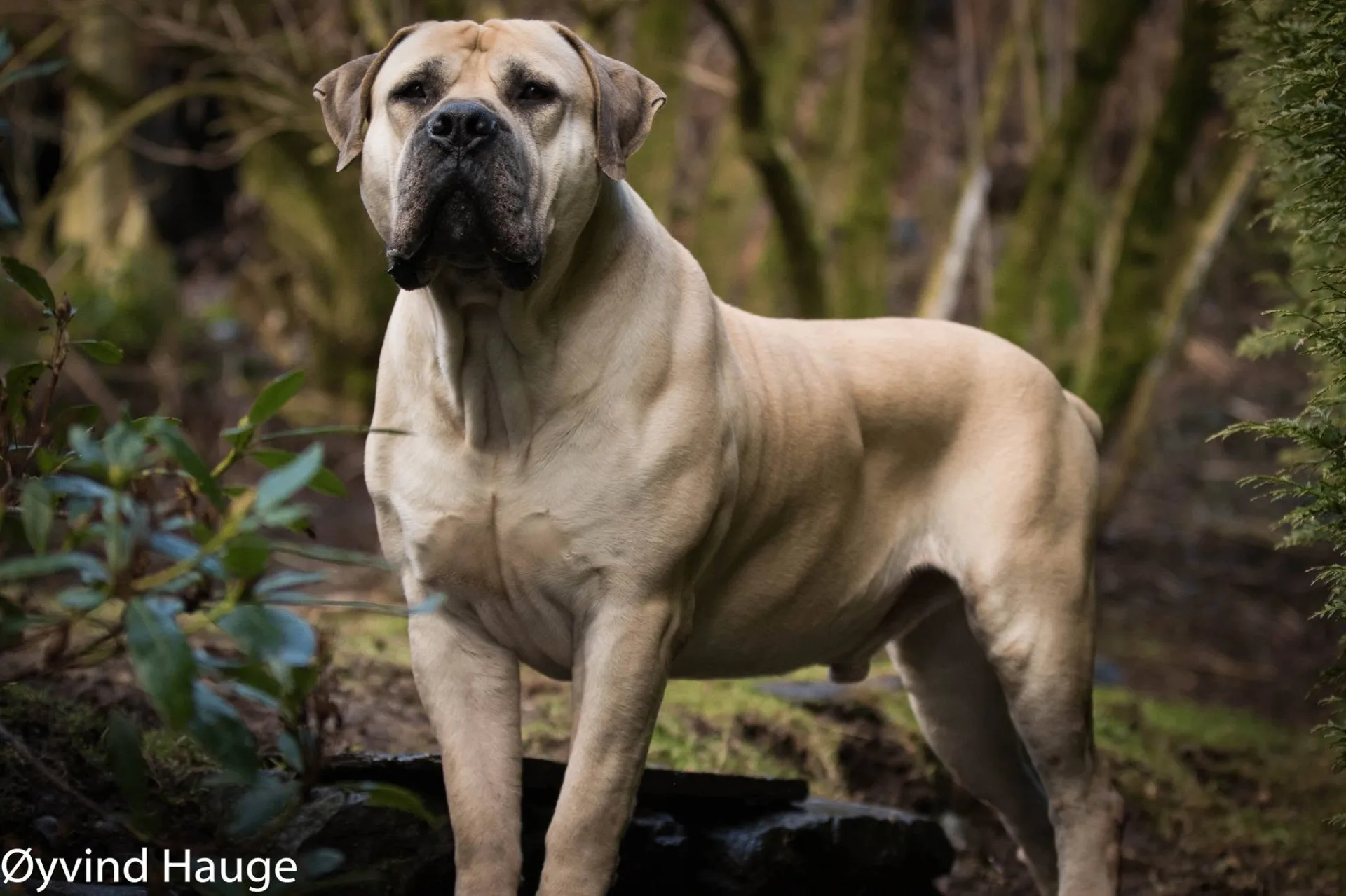 Delatro Kardo Boerboel macho 96% SABBS em retrato frontal entre vegetação