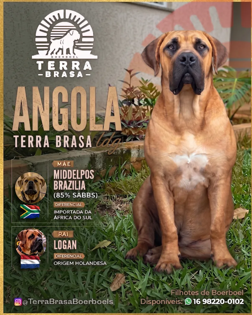 Angola Terra Brasa — filhote Boerboel